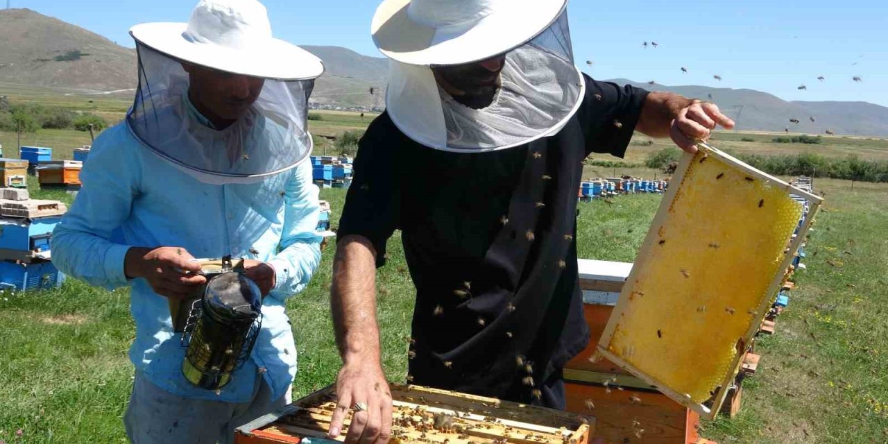 Coğrafi işaretli balın hasadı başladı; kilosu 1500 TL’den satılıyor