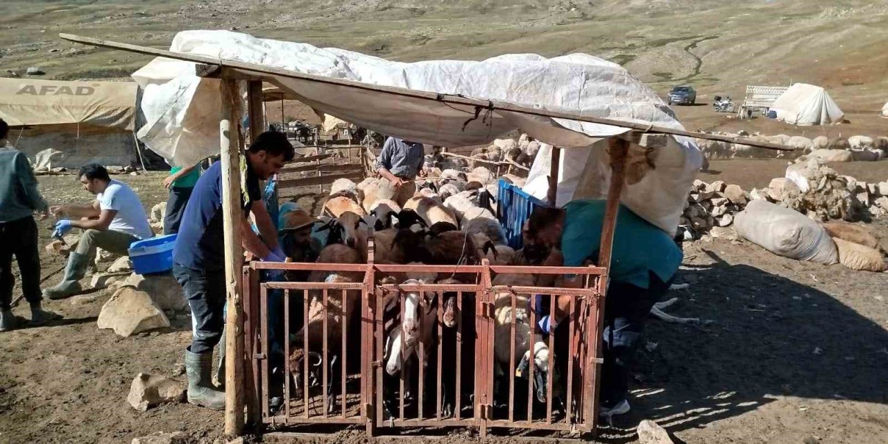 Erzincan’da yayladaki hayvanlara şap aşısı vuruldu