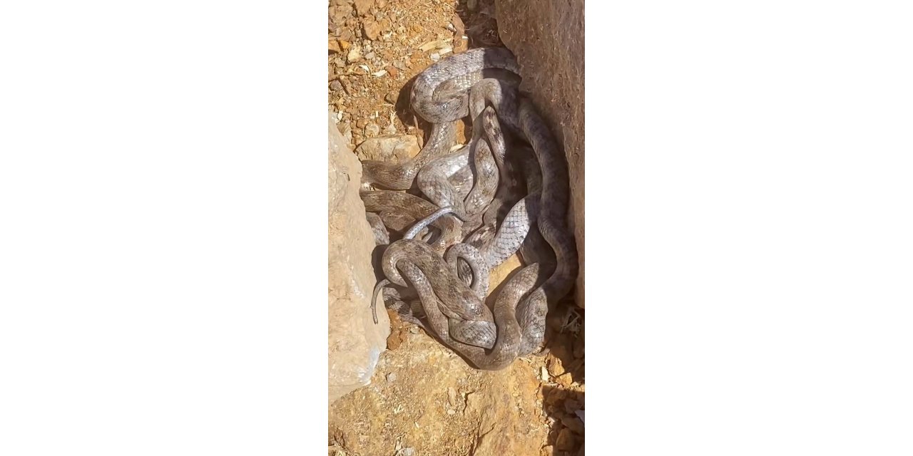 Tunceli’de yumak halinde görüntülenen yılanlar şaşırttı