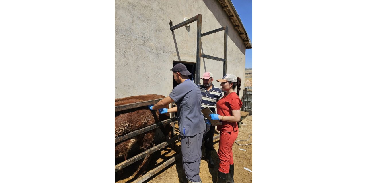 Elazığ’da besilik ithal hayvanlarda numune çalışması yapıldı