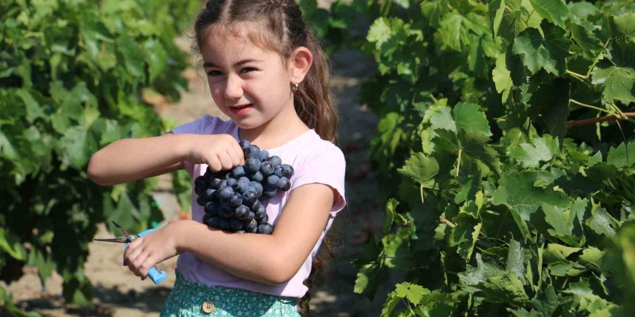 Tescilli Cimin üzümünde hasat zamanı