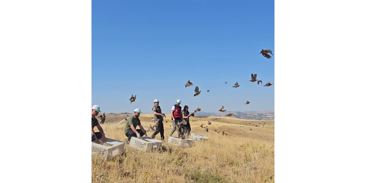 Tunceli’de doğaya 200 kınalı keklik salındı