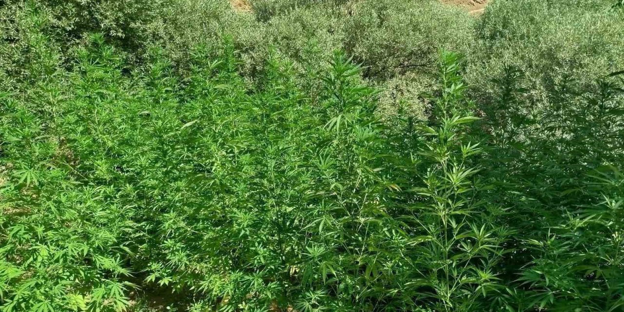 Bingöl’de uyuşturucuyla mücadele