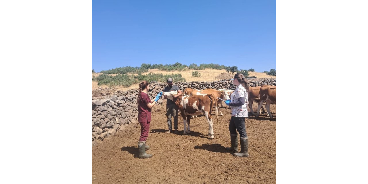 Elazığ büyükbaş hayvanlara yönelik  aşılama çalışması