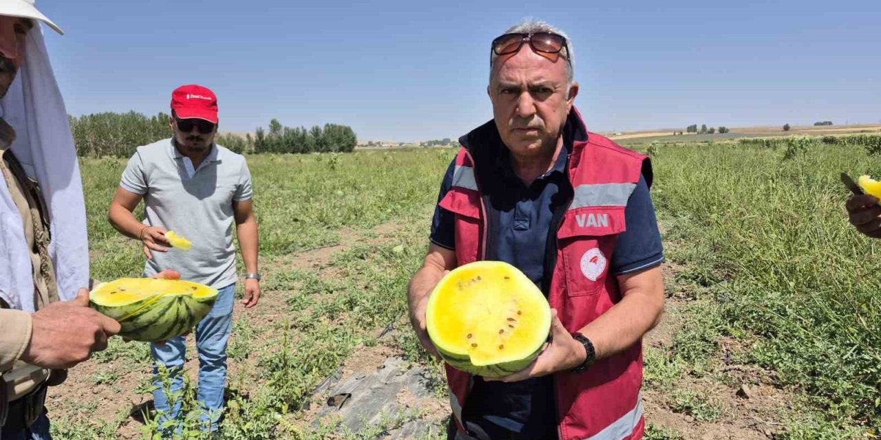Van’da sarı karpuz dönemi başladı