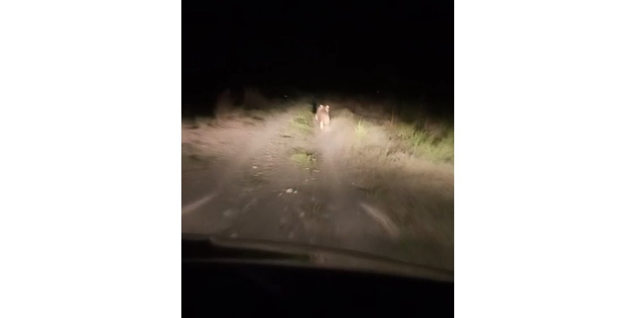 Iğdır’da köye inen ayıyı arabayla kovaladılar