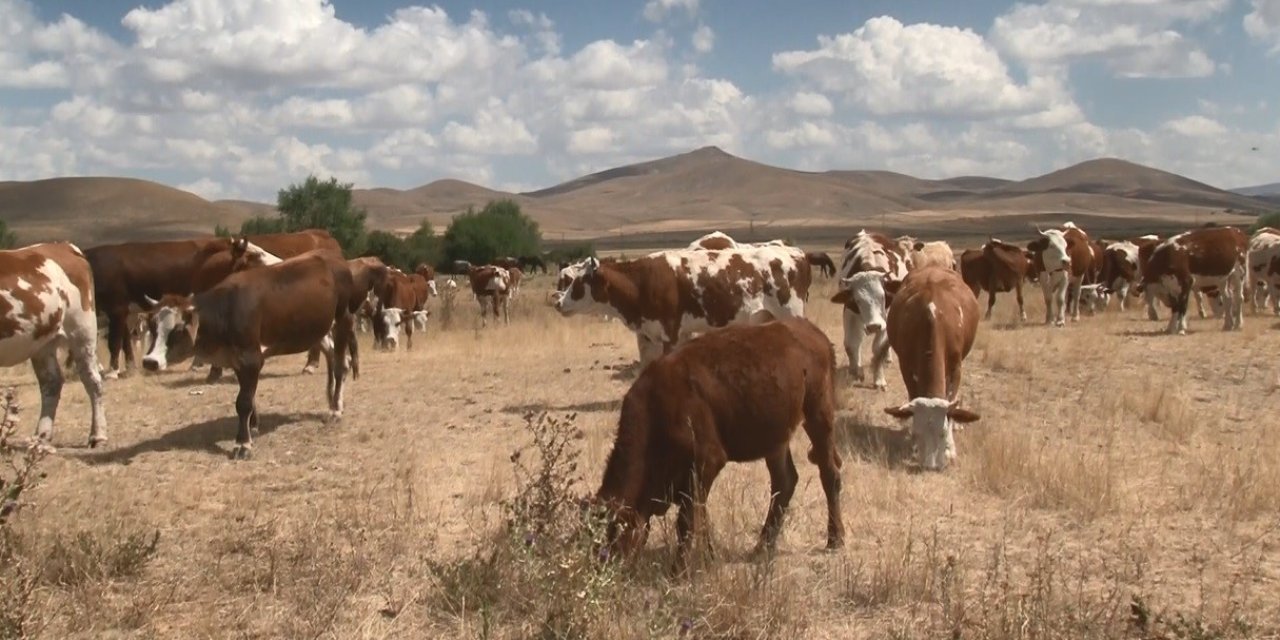 Kars’ta şap hastalığı geçti, hayvanlar yeniden meralara döndü