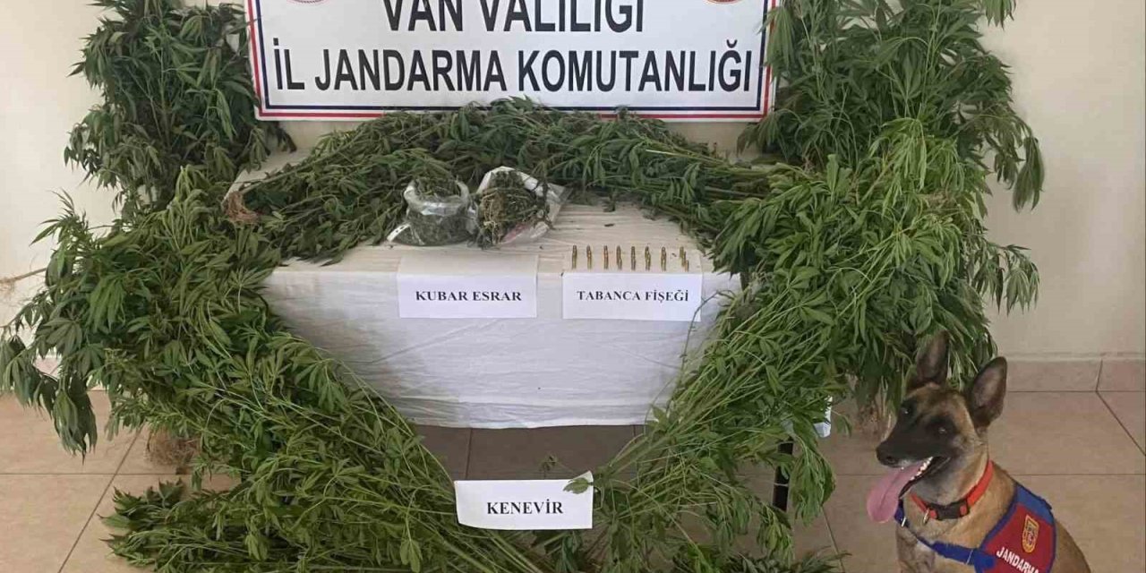 Evin çatısına kenevir ekti