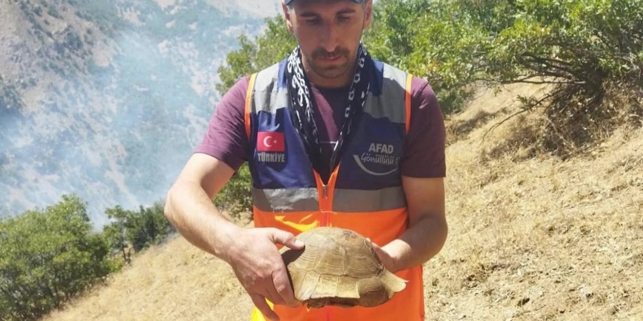 AFAD gönüllüsü yangın bölgesindeki kaplumbağayı kurtardı