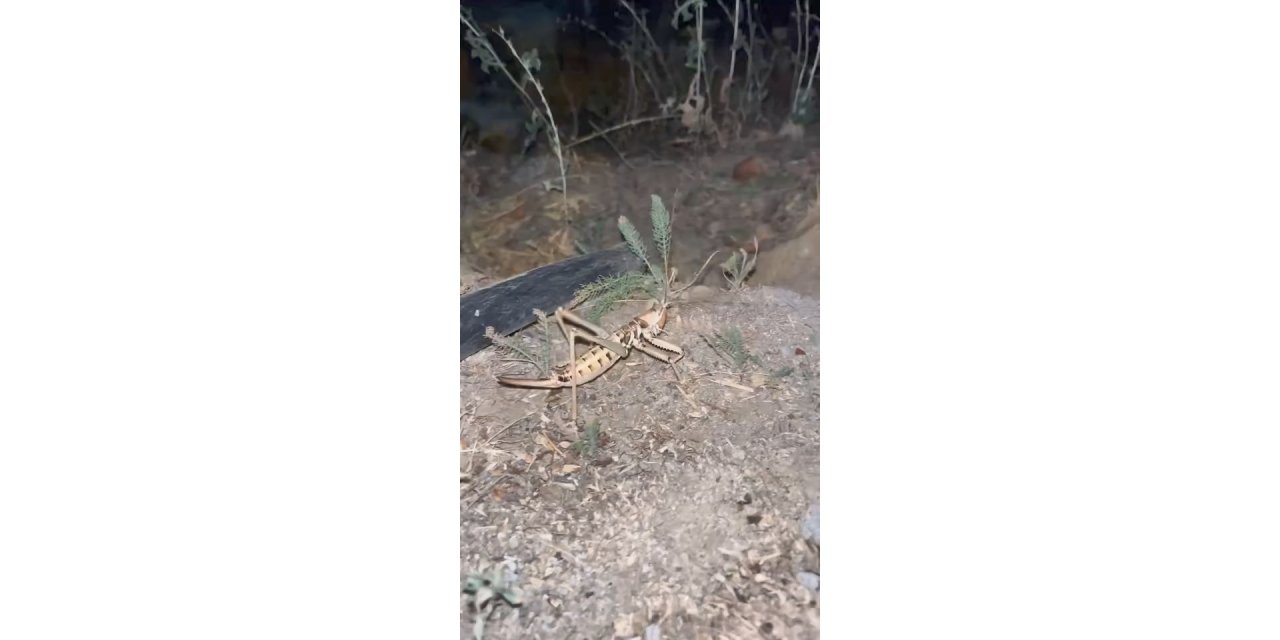 Elazığ’da dev etçil çekirge görüldü