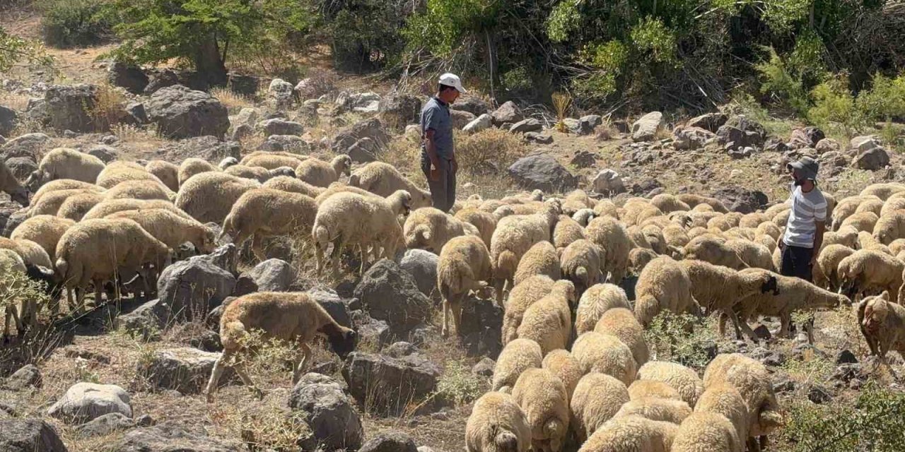 Koyun sürüsüne kurt ve ayı saldırdı, 20 kuzu telef oldu