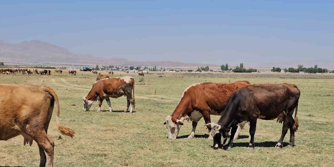 Kuş Cenneti Arin Gölü kurudu: Hayvanlar susuz kaldı