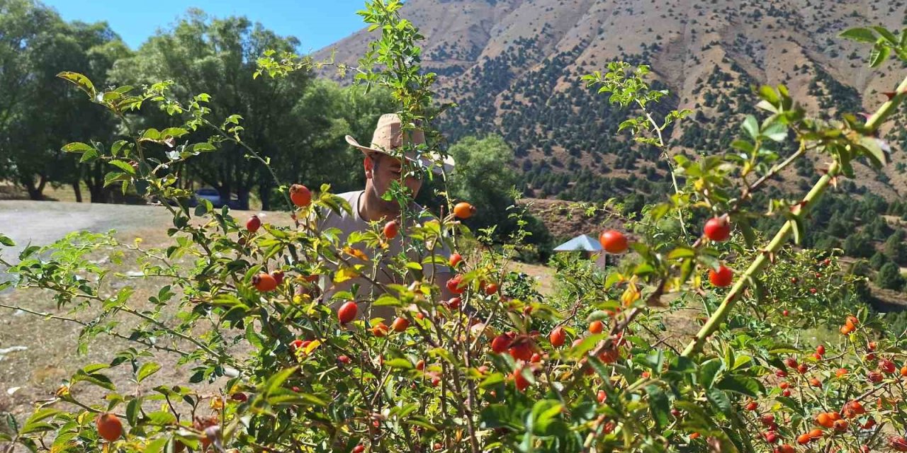 Erzincan’da kuşburnu, zorlu arazilerde toplanmaya başlandı