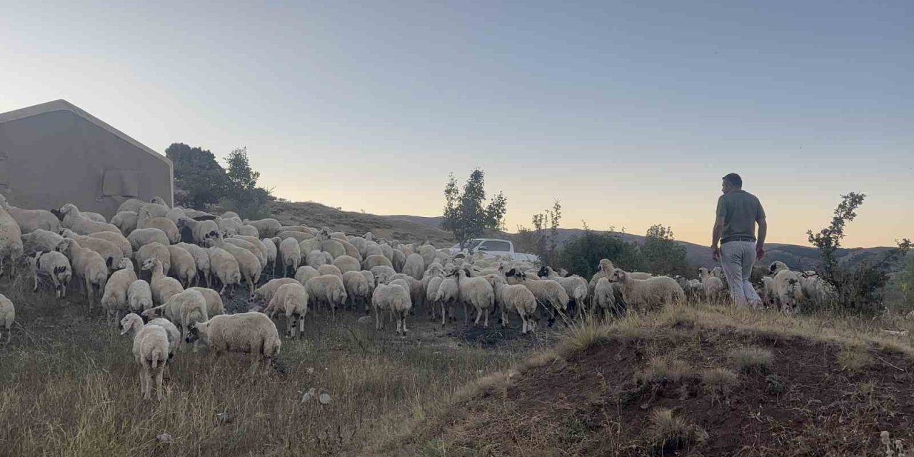 Erzincan’da koyun sürüsü ayı ve kurtların saldırısına uğradı