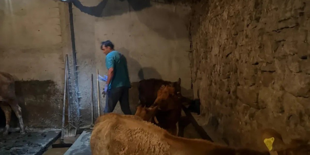 Diyadin’de şap hastalığına karşı aşı çalışmaları devam ediyor