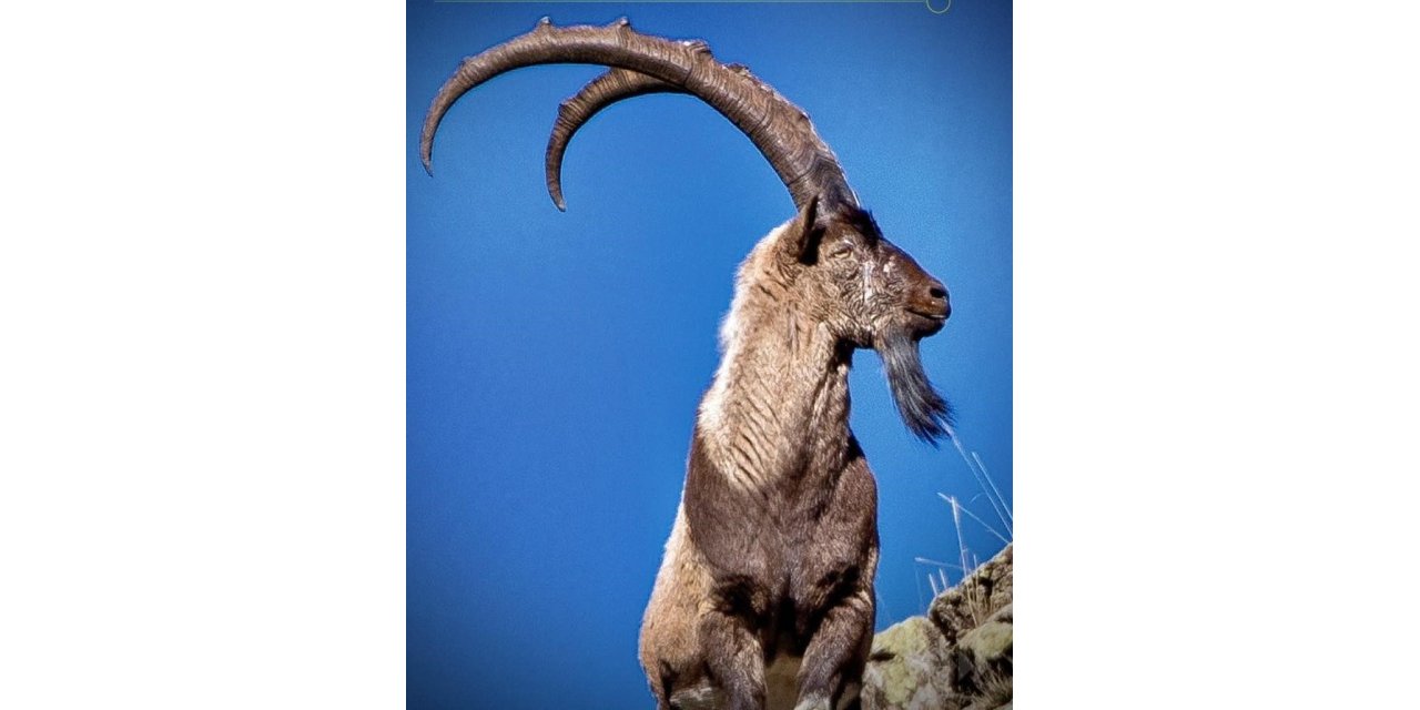 Erzincan’da av turizmi kapsamında 11 yaban keçisi kotası