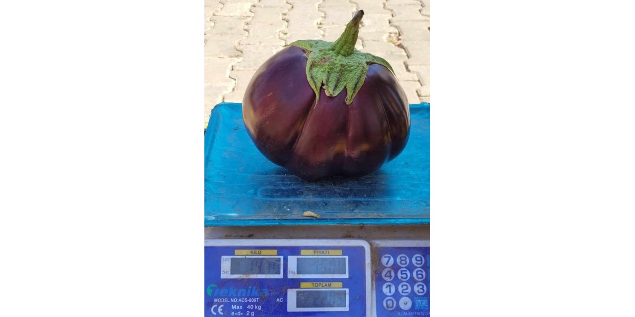 Karpuz gibi patlıcan