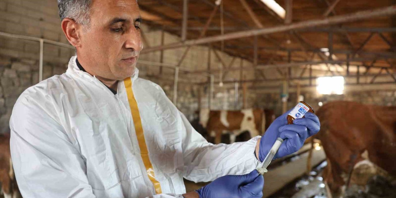 Kars’ta Tarım Orman Müdürü Aydın kolları sıvadı, büyükbaş hayvanları aşıladı