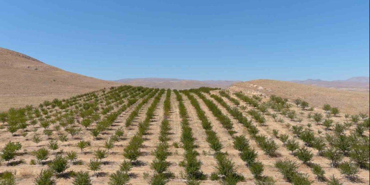 250 dekarlık alana 10 binin üzerinde vişne ağacı dikerek zoru başardı