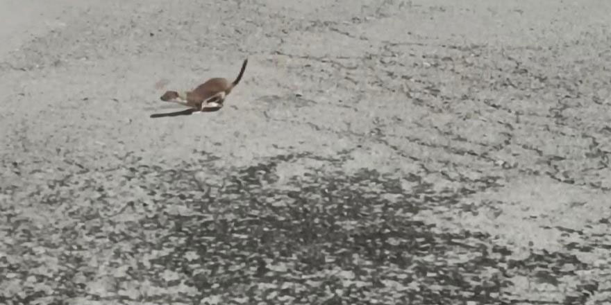 Kars’ta koruma altındaki gelincik caddede görüntülendi