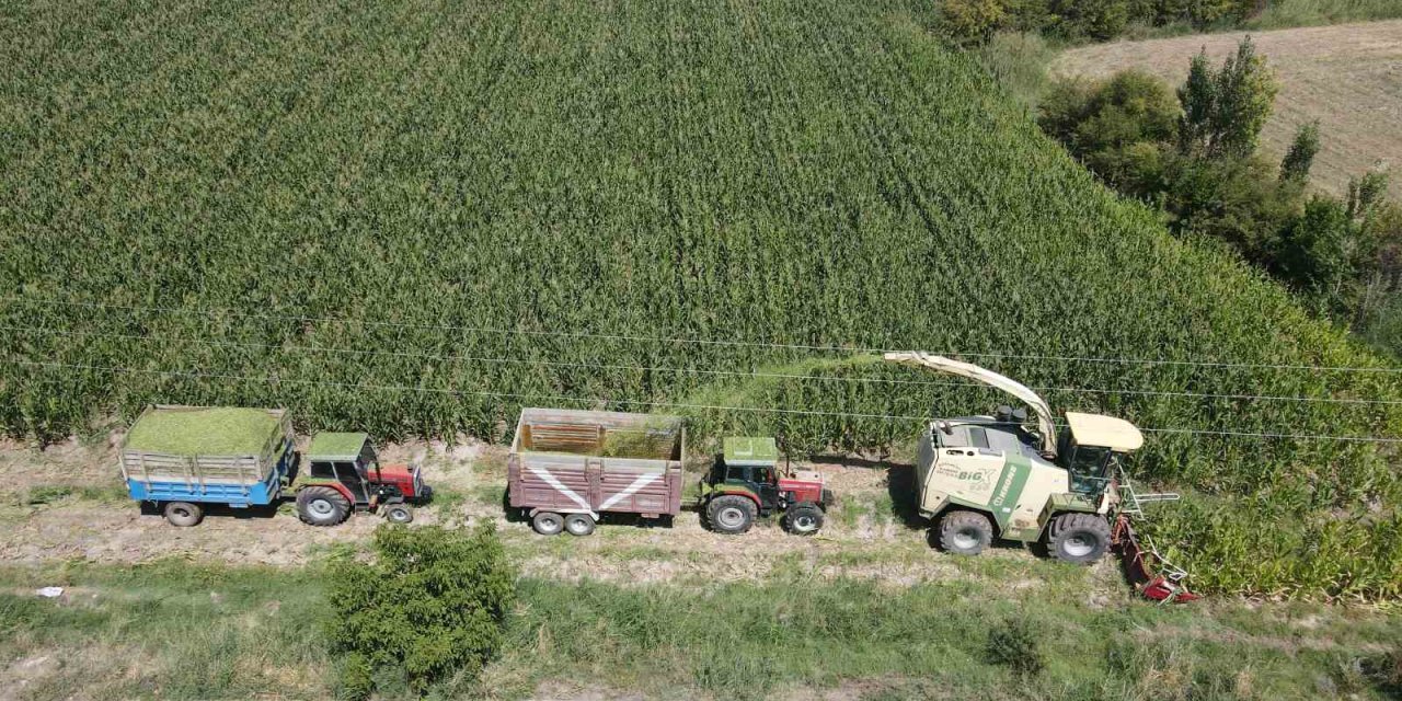 Erzincan Ovası’nda silajlık mısır hasadı başladı! Son yıllarda çiftçilerin gözdesi oldu