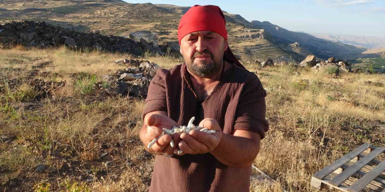 Kendiliğinden yetişiyor, kilosu 10 bin TL’ye satılıyor