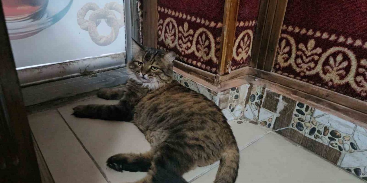 Elazığ’da çay ocağını 4 yıldır mesken tutan ’Bıdık’,  mahallenin maskotu oldu