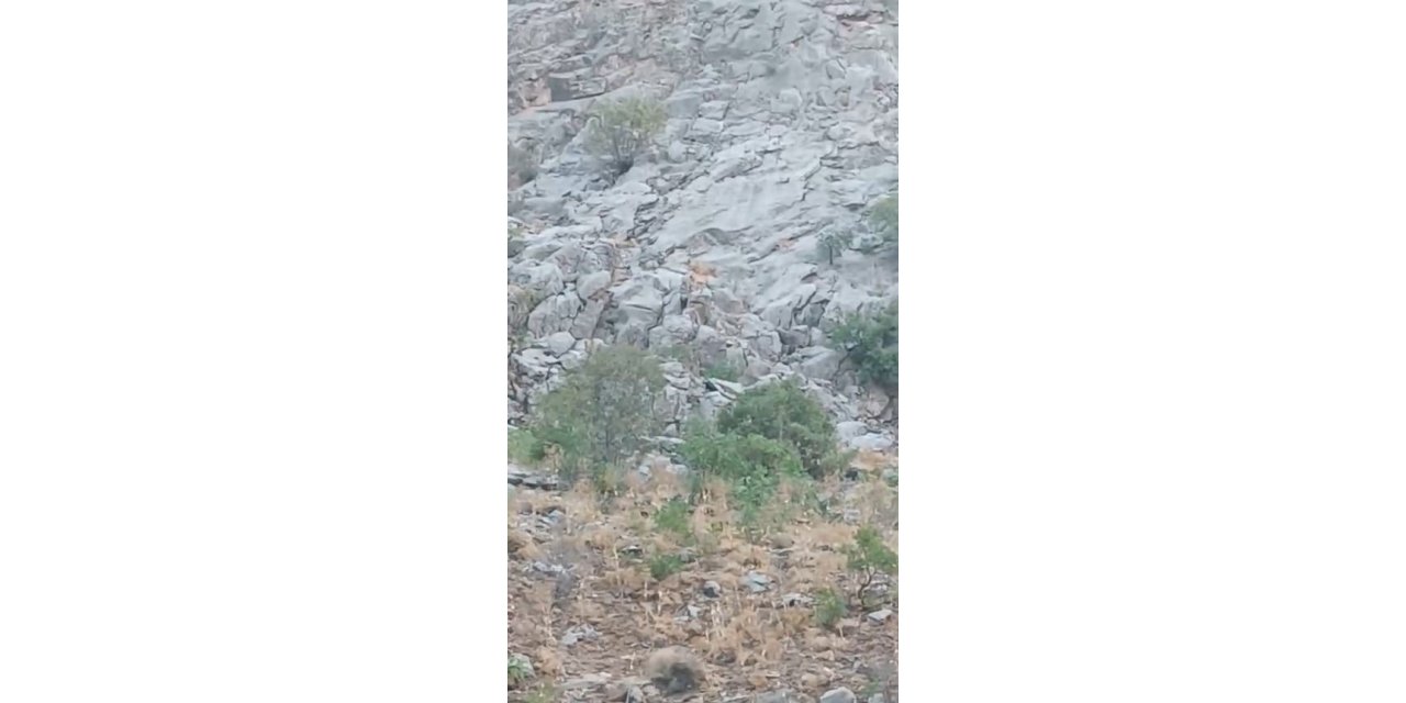 Elazığ’da dağ keçileri sürü halinde görüldü