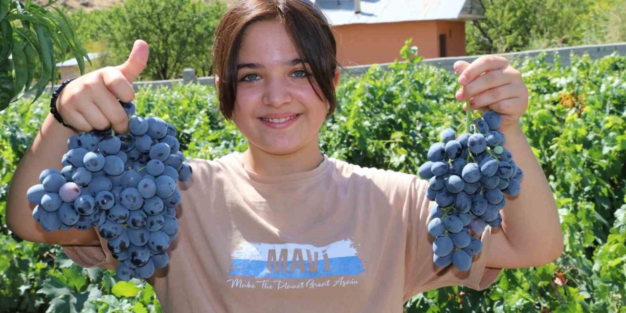 İki asırlık Üzümlü’nün bağlarında Cimin üzümü hasadı başladı