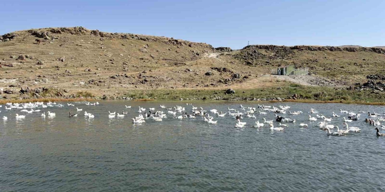 Kars’ta kazlar kış sofraları için besiye alındı