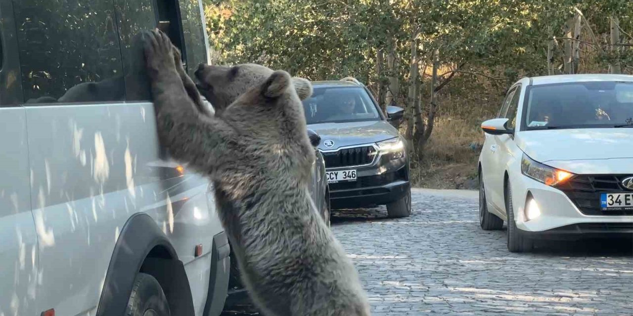 Ayıya ekmek veren vatandaş saldırıdan son anda kurtuldu