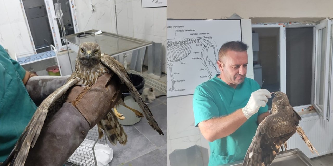 Hakkari’de tedavi edilen şahin tekrar doğaya bırakıldı