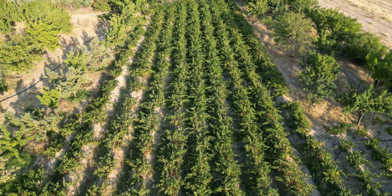 Coğrafi işaretli Erciş üzümünün bağ bozumu başladı