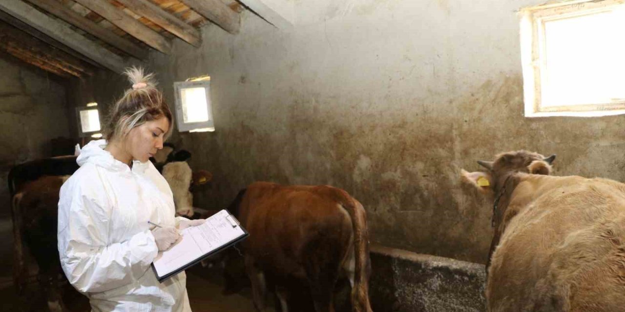 Ağrı’da şap hastalığına karşı aşılama çalışmaları sürüyor