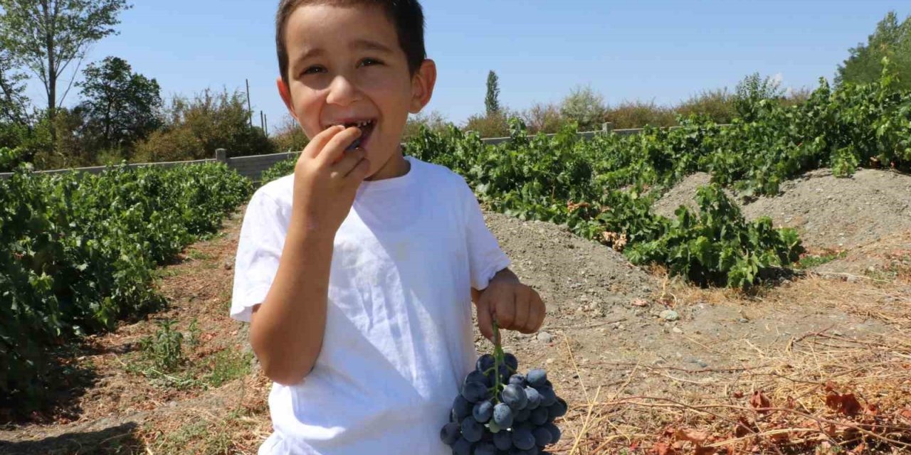 Cimin Üzümü hastalıklara şifa