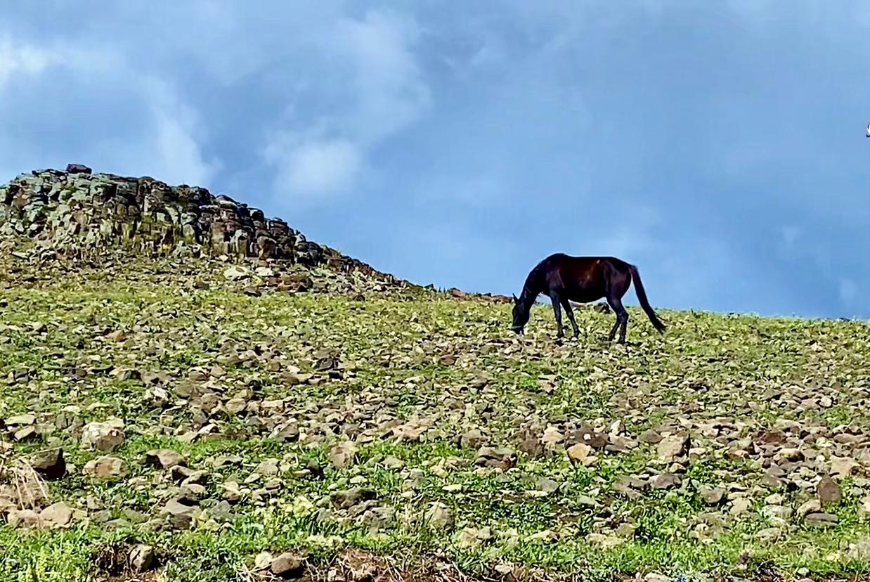 Dağların Eteklerinde Özgürce Otlayan At