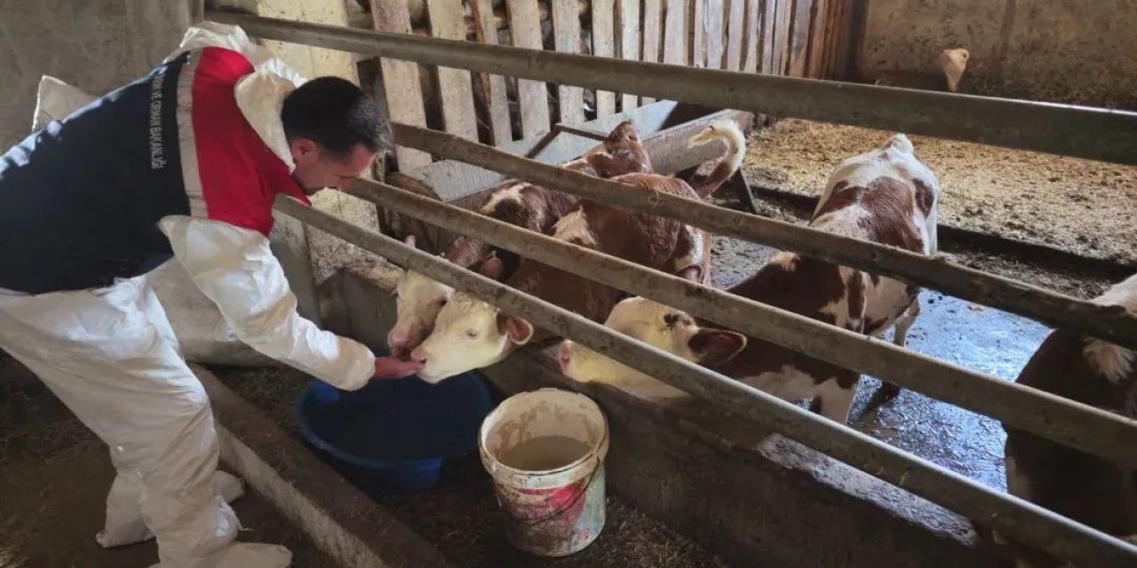 Bitlis’te aşılama çalışmaları devam ediyor