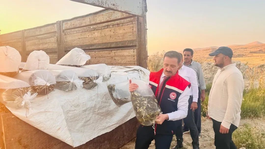 Bitlis’te Aygır ve Nazik göllerine 3 milyon 895 bin sazan balığı yavrusu bırakıldı