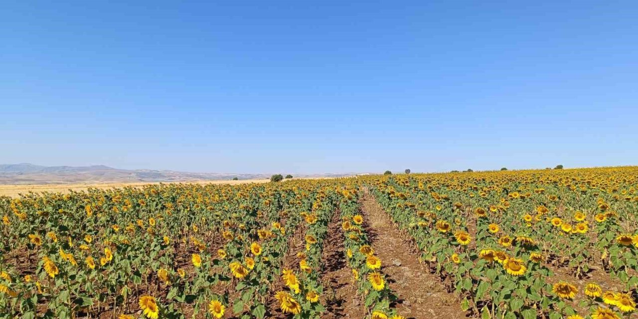 Çemişgezekli çiftçi, ilçede ilk kez yağlık ayçiçeği üretimi yaptı