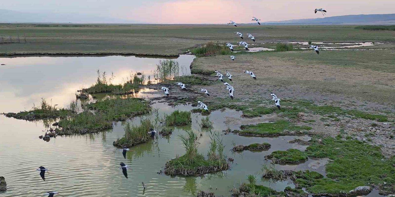 Göçmen kuşlar dönüş yolunda