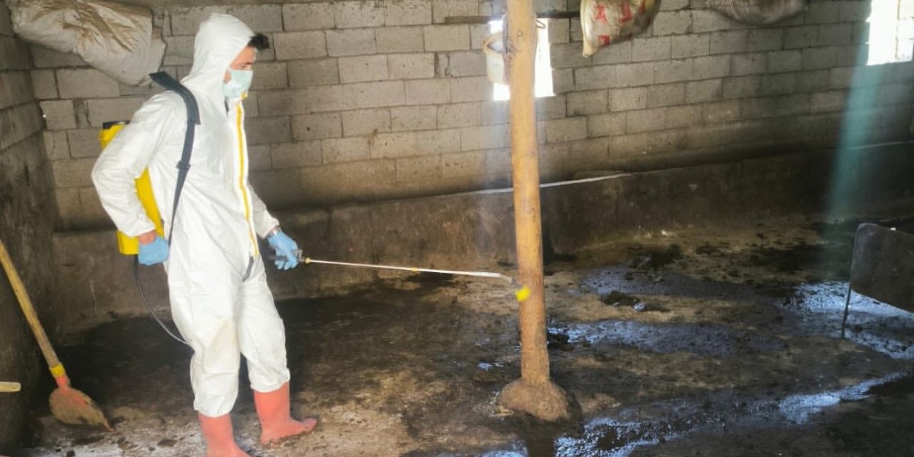 Yüksekova’da hayvan aşılama ve dezenfeksiyon çalışmaları devam ediyor