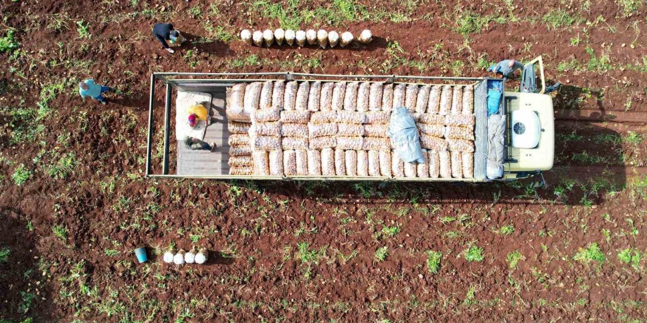 Ağustosta en çok ucuzlayan ürün patates oldu