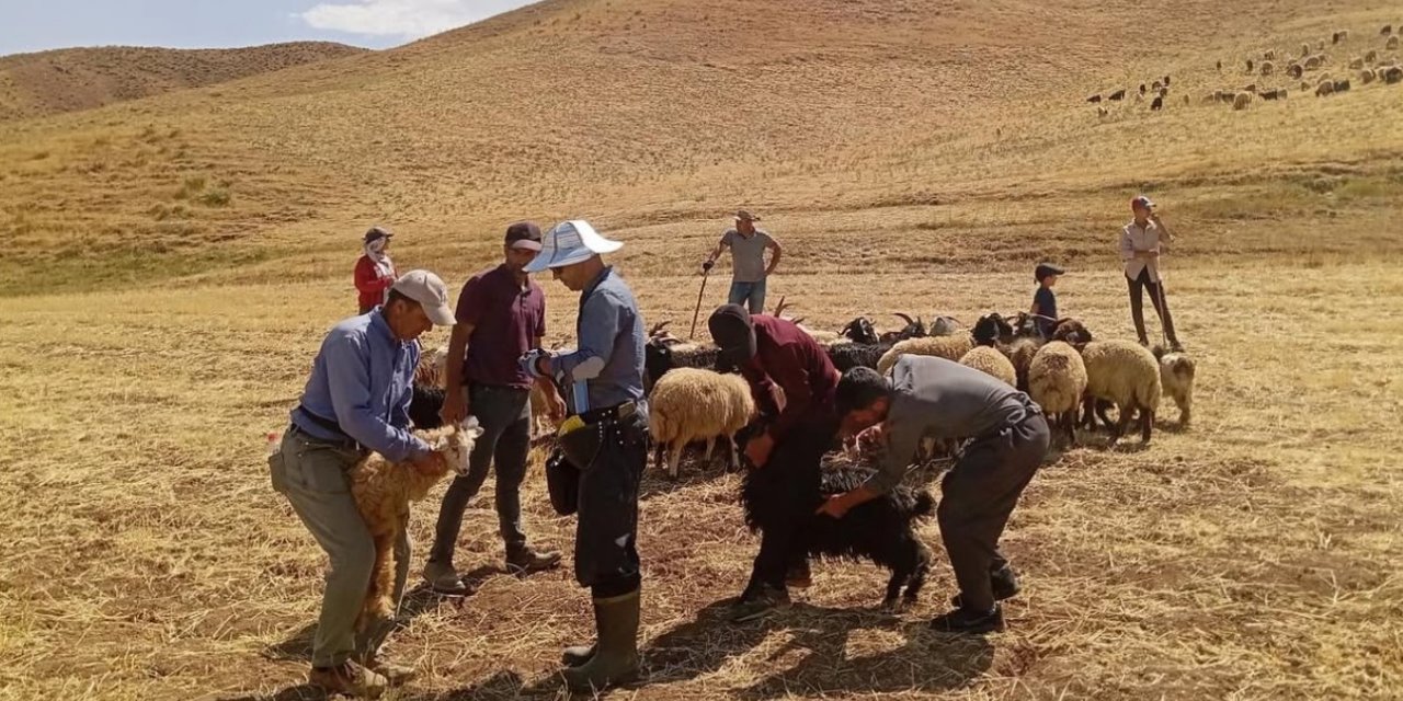 Yüksekova’da hayvan aşılama ve kimliklendirme çalışması devam ediyor