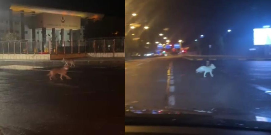 Kars’ta kurtlar şehir merkezine indi