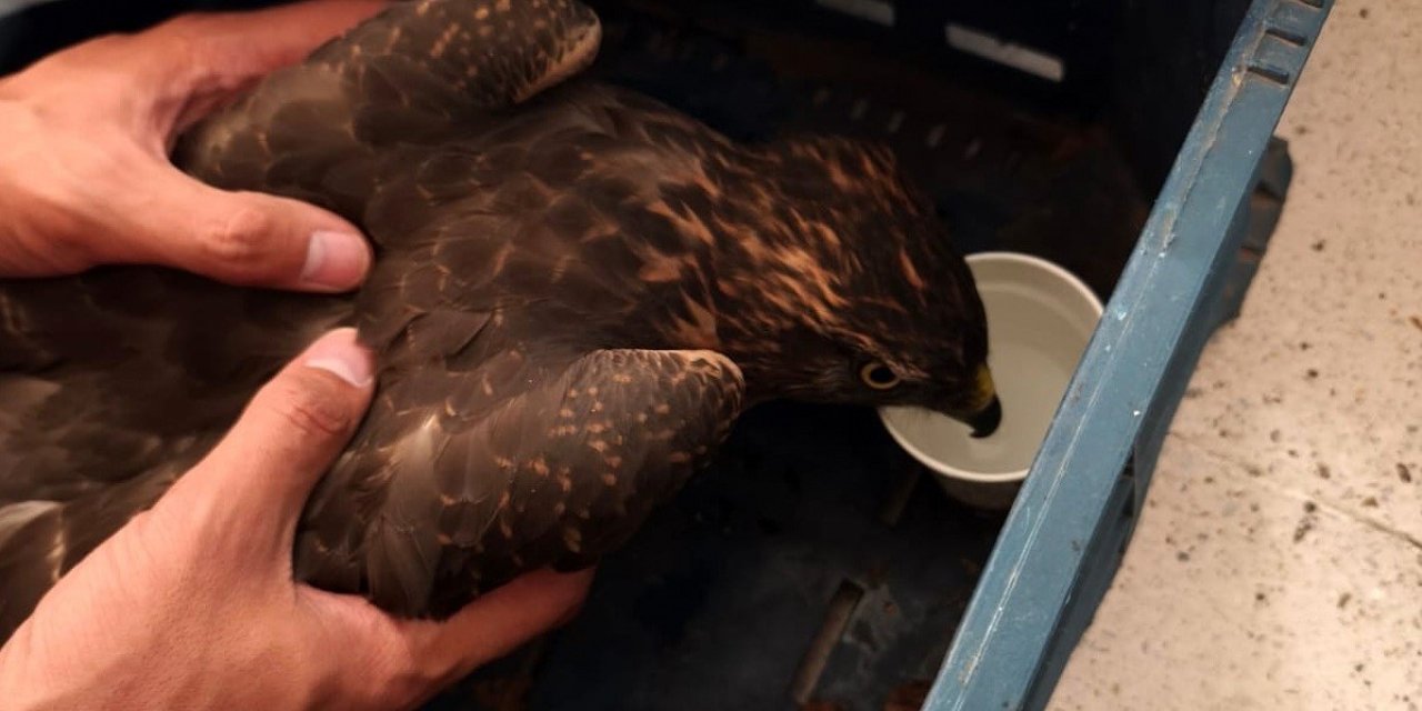 Yaralı şahin jandarma ekiplerince bulundu