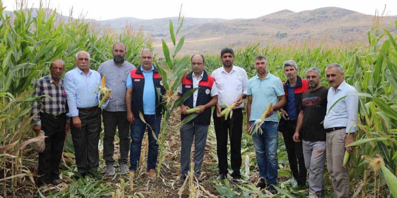 Elazığ’da 98 bin ton silajlık mısır üretimi bekleniyor