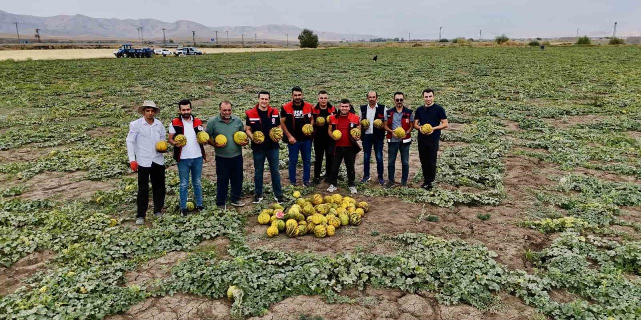 Ağrı’nın verimli tarlalarında kavunlar tezgâha hazırlanıyor