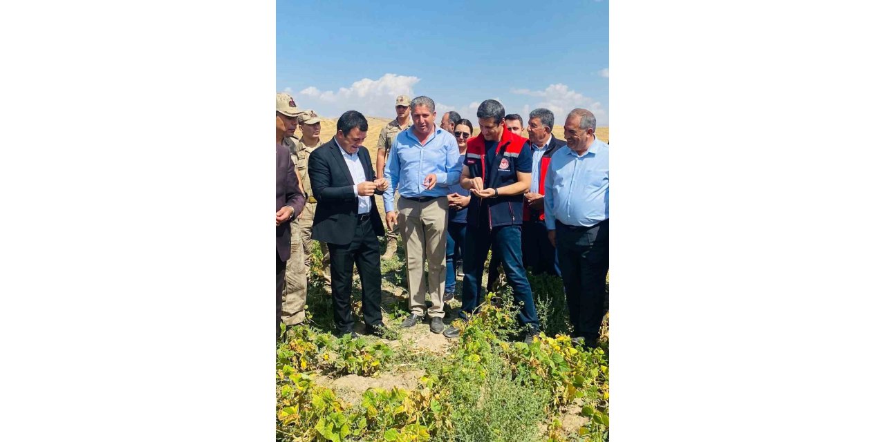 Patnos’ta fasulye hasadı başladı