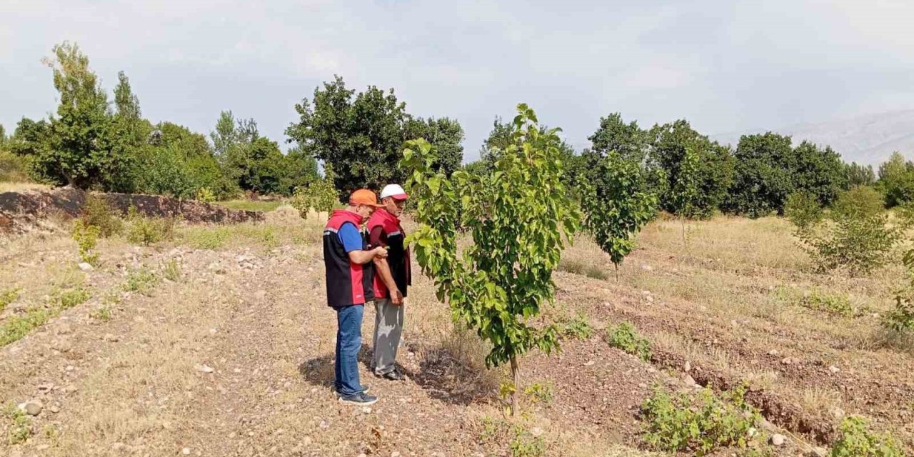 Konakbaşı köyündeki dut bahçesinde hastalık ve zararlı kontrolleri yapıldı