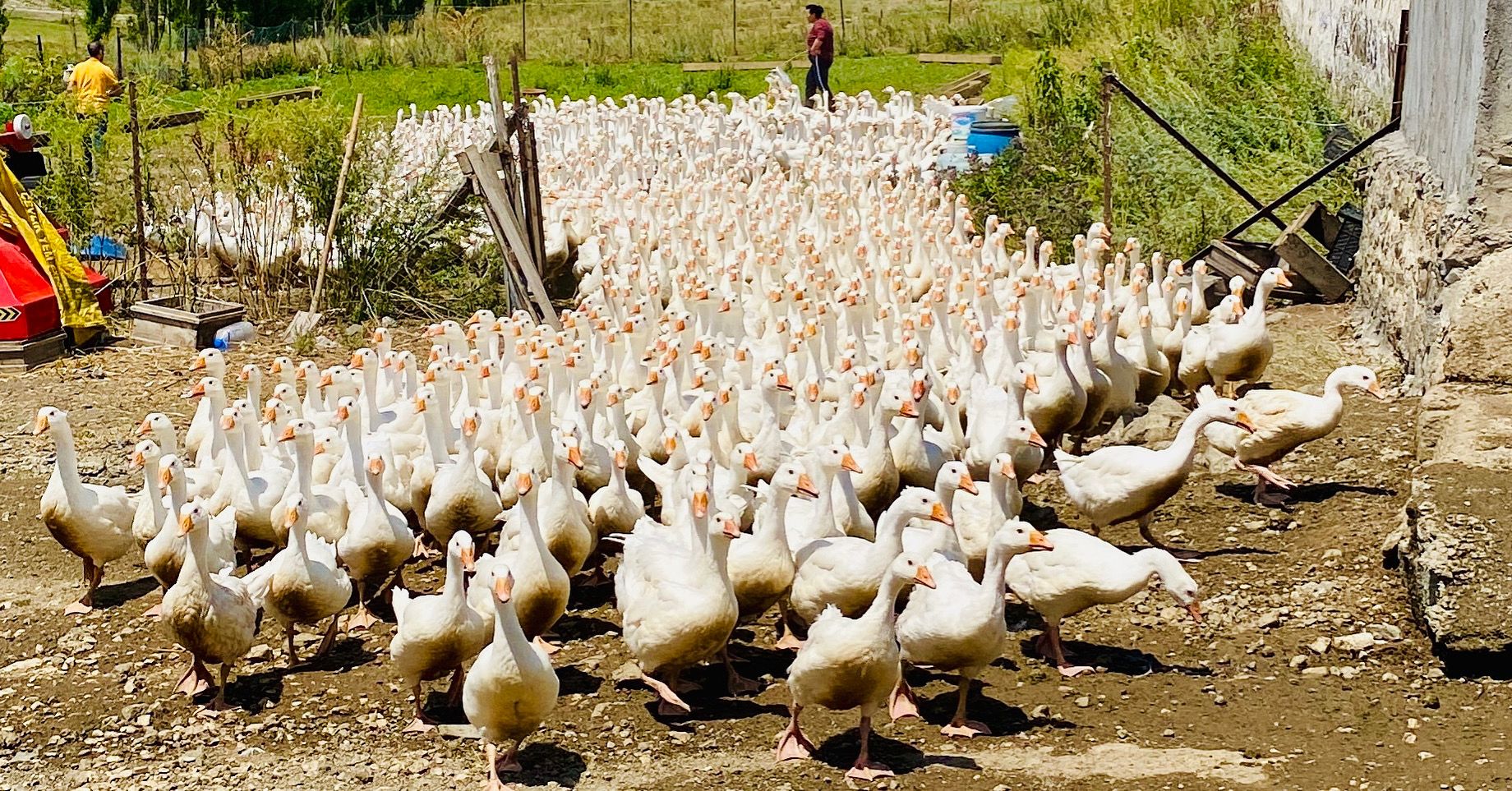 Kars’ta Kaz Sürülerinin Görsel Şöleni